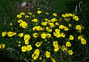 18 Bouquet di potentilla quinta folia